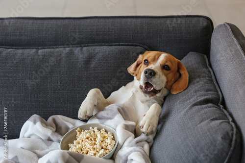 Cute funny dog with tasty popcorn lying on sofa at home