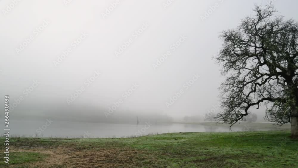 Fog in the middle of a green field Fog in the middle of a green field