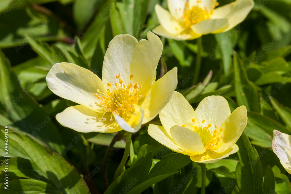 Anemone x Lipsiensis a yellow spring flowering plant Anemone x Lipsiensis a yellow spring flowering plant