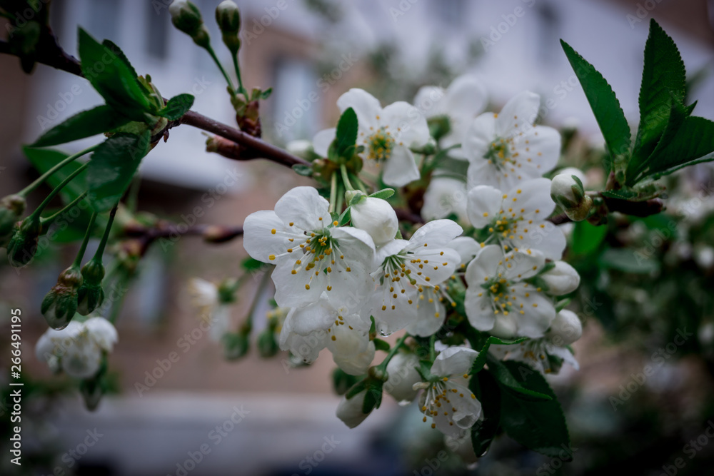 Obraz premium spring, flower, tree, blossom, nature, white, cherry, flowers, garden, branch, blooming, plant, apple, bloom, pink, green, petal, blossoming, leaf, season, beauty, macro, flora, fruit, bud