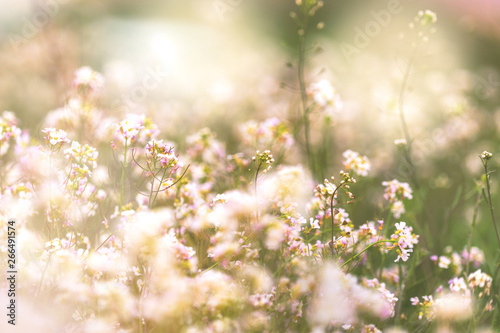flowers in spring © Ornavi