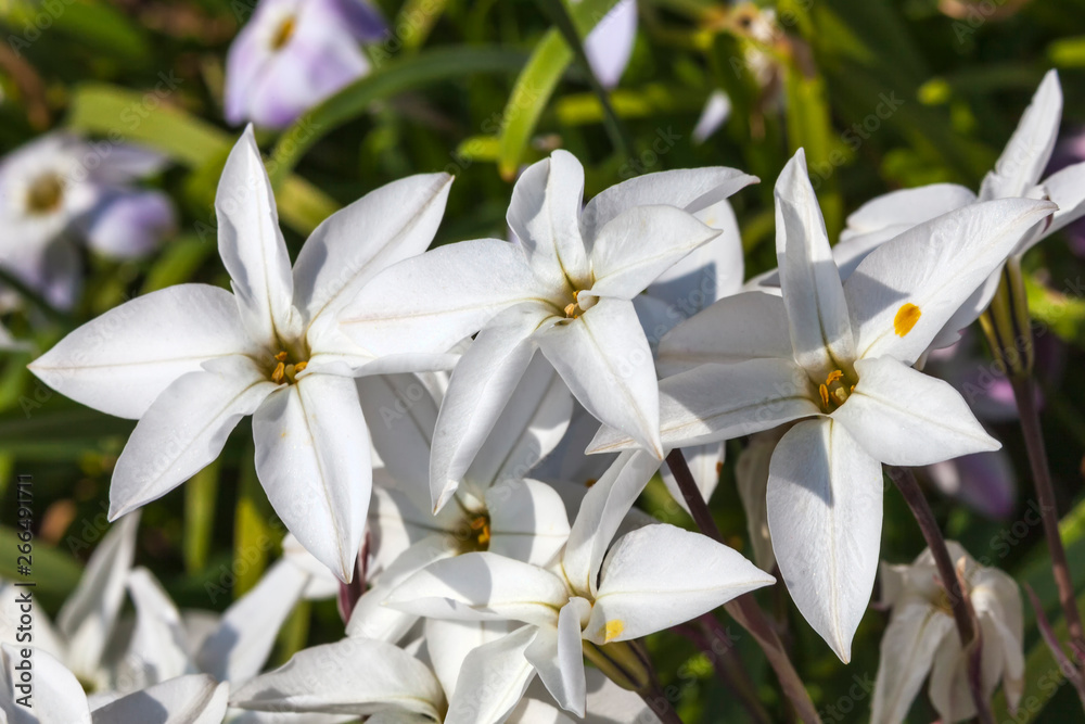 Allium moly 'Jeannine' a spring flowering plant Allium moly 'Jeannine' a spring flowering plant