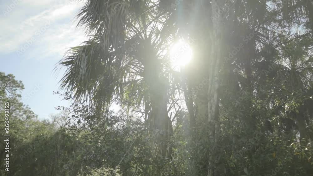Sun shining through a palm tree with blue sky Sun shining through a palm tree with blue sky