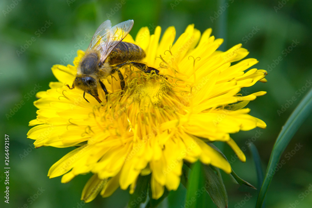 Honey bee collecting nectar from dandelion flower in the summer time. Honey bee collecting nectar from dandelion flower in the summer time.
