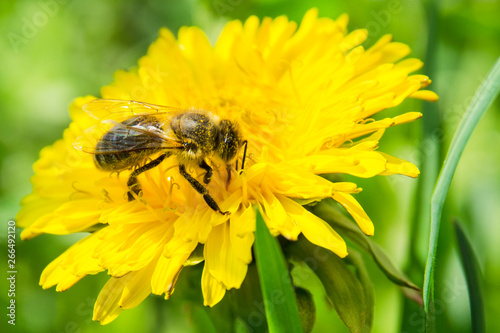 Honey bee collecting nectar from dandelion flower in the summer time.  © Alex