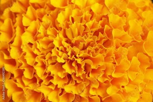 Orange marigold.