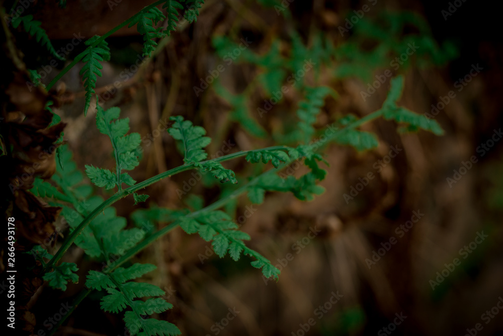 Naklejka premium green, nature, plant, tree, forest, leaf, fern, light, garden, abstract, texture, grass, wood, moss, water, black, fresh, leaves, new, life, rock, night, stone, spring, pine