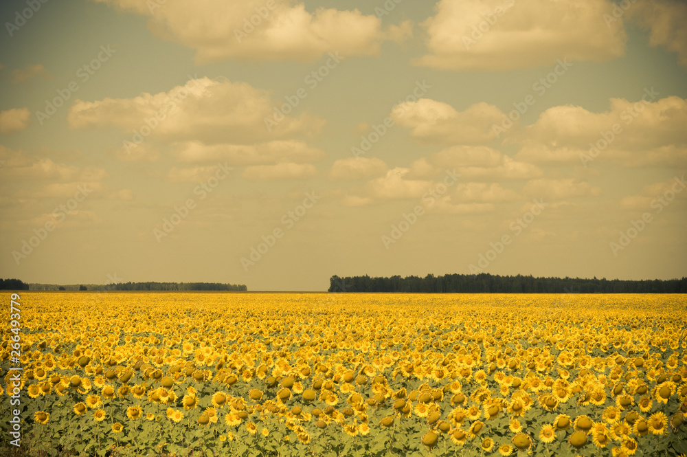 Obraz premium Sunflower