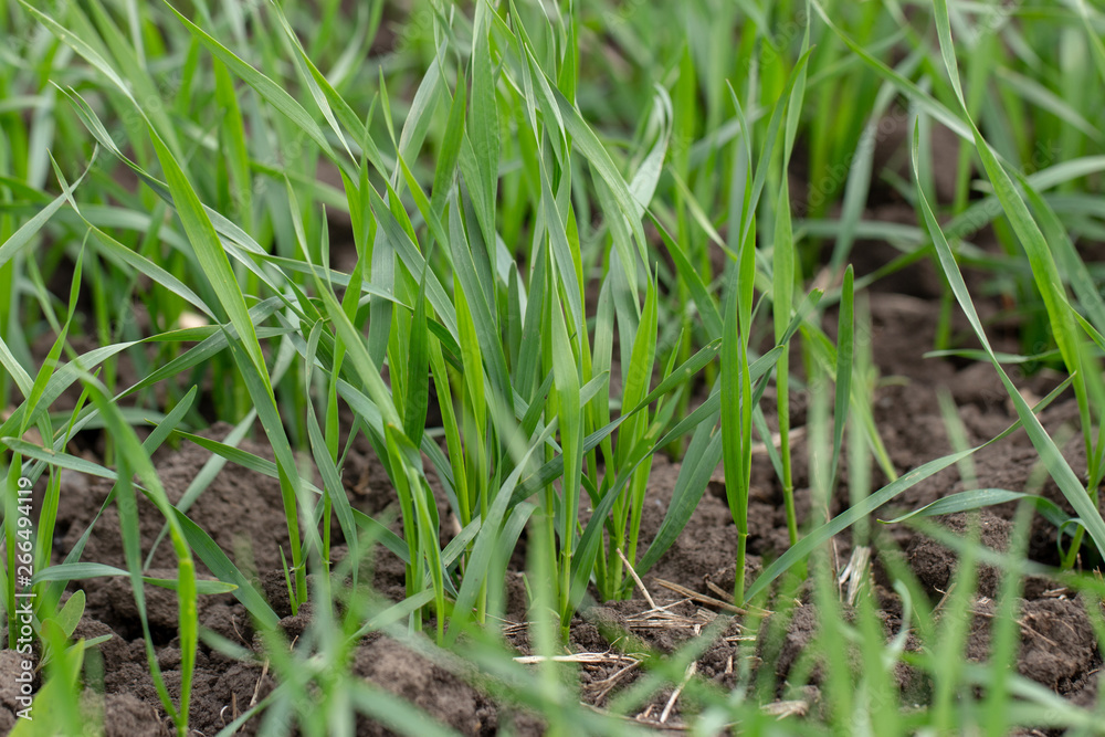 Young wheat seedlings growing in a field. Close up Young wheat seedlings growing in a field. Close up