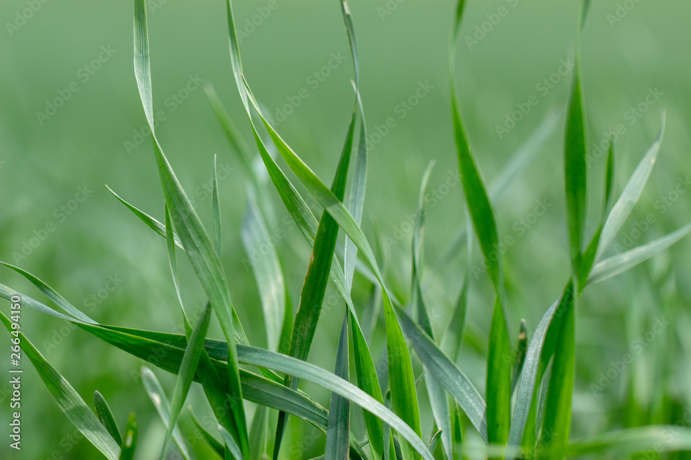 Fototapeta premium Young wheat seedlings growing in a field. Close up