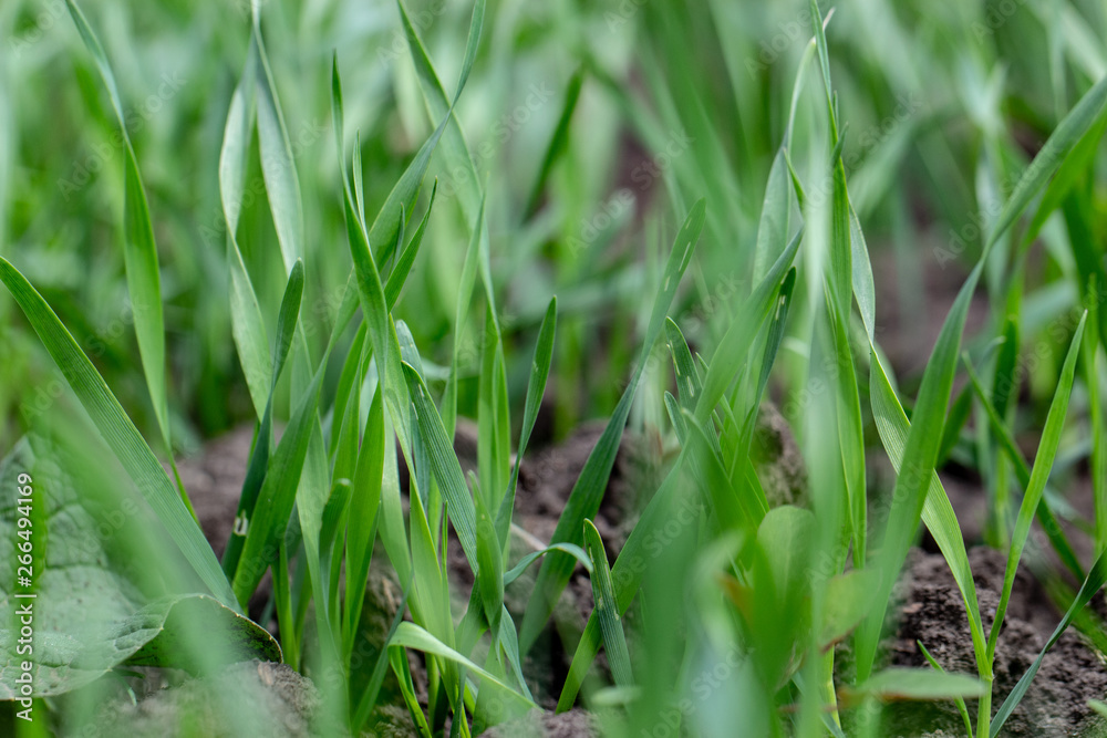 Obraz premium Young wheat seedlings growing in a field. Close up