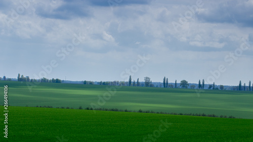 Young wheat seedlings growing in a field. Cloudy sky © maykal