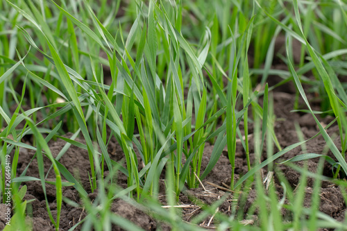 Young wheat seedlings growing in a field. Close up