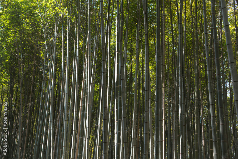 Raw backgrounds of bamboo stems in the Arashiyama Bamboo Grove in Kyoto Raw backgrounds of bamboo stems in the Arashiyama Bamboo Grove in Kyoto