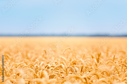 Ears of wheat golden field background.