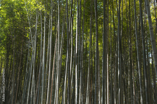 Raw backgrounds of bamboo stems in the Arashiyama Bamboo Grove in Kyoto