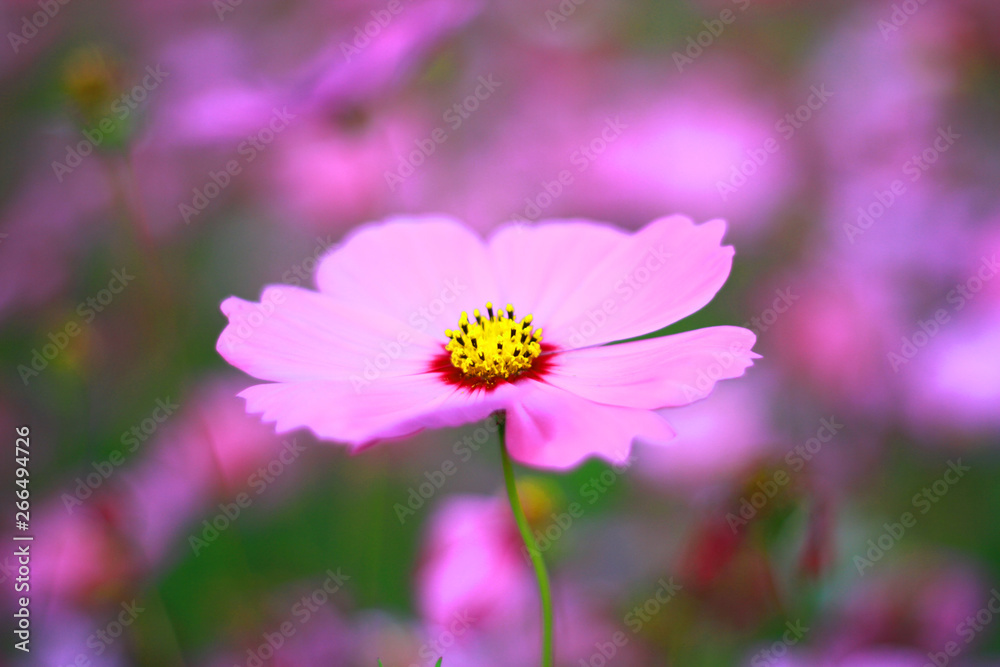 Sweet pink cosmos flowers are blooming in the outdoor garden with blurred natural background, So beautiful.