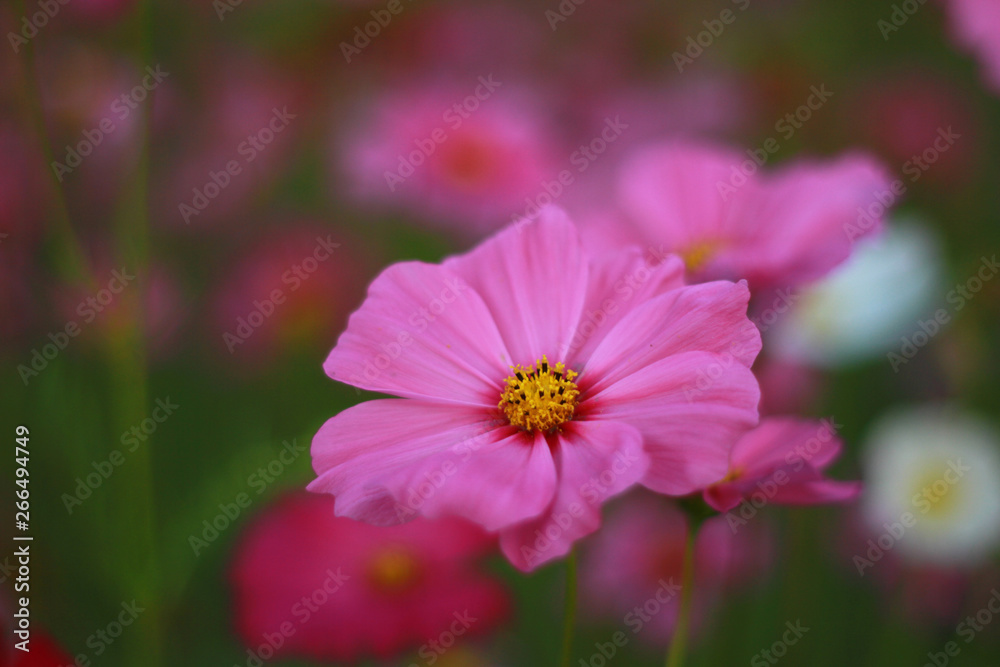 Sweet pink cosmos flowers are blooming in the outdoor garden with blurred natural background, So beautiful. Sweet pink cosmos flowers are blooming in the outdoor garden with blurred natural background, So beautiful.