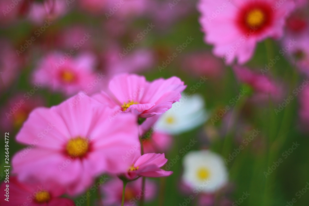 Sweet pink cosmos flowers are blooming in the outdoor garden with blurred natural background, So beautiful. Sweet pink cosmos flowers are blooming in the outdoor garden with blurred natural background, So beautiful.