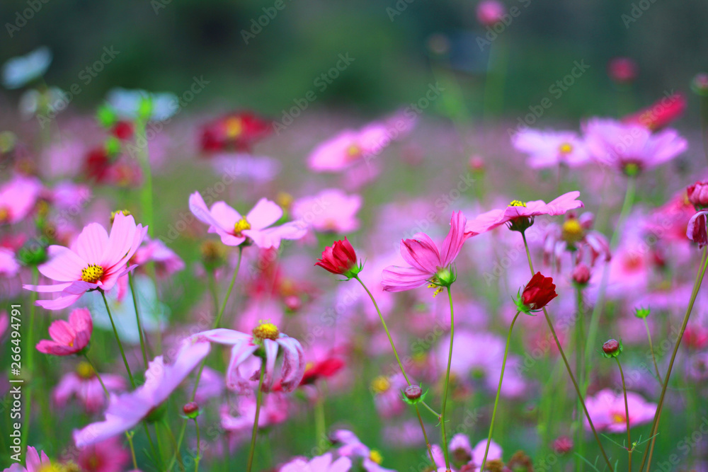 Sweet pink cosmos flowers are blooming in the outdoor garden with blurred natural background, So beautiful. Sweet pink cosmos flowers are blooming in the outdoor garden with blurred natural background, So beautiful.