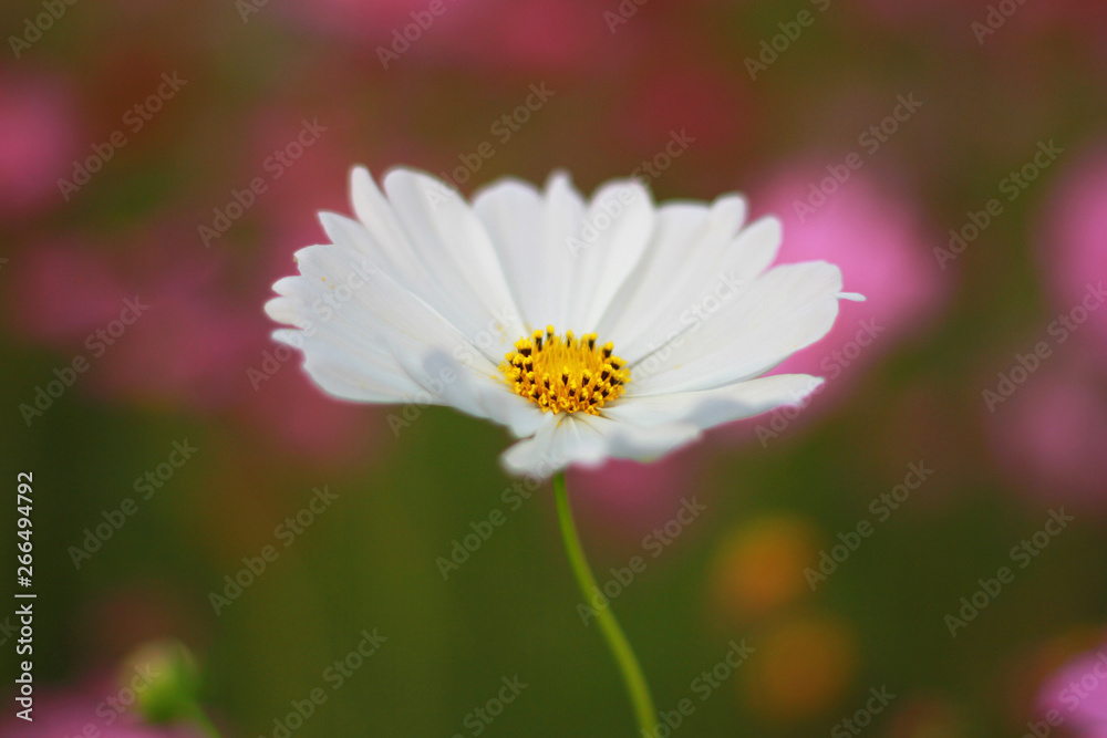 Close up, Sweet white cosmos flowers are blooming in the outdoor garden with blurred natural background, so beautiful. Close up, Sweet white cosmos flowers are blooming in the outdoor garden with blurred natural background, so beautiful.