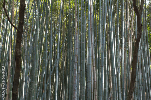 Raw backgrounds of bamboo stems in the Arashiyama Bamboo Grove in Kyoto