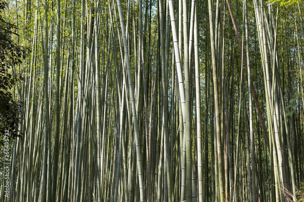 Raw backgrounds of bamboo stems in the Arashiyama Bamboo Grove in Kyoto Raw backgrounds of bamboo stems in the Arashiyama Bamboo Grove in Kyoto