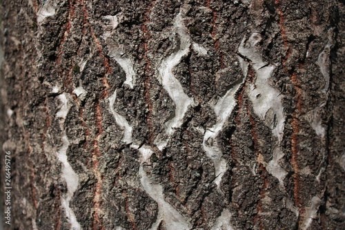  the texture of the rough surface of the bark of an old tree