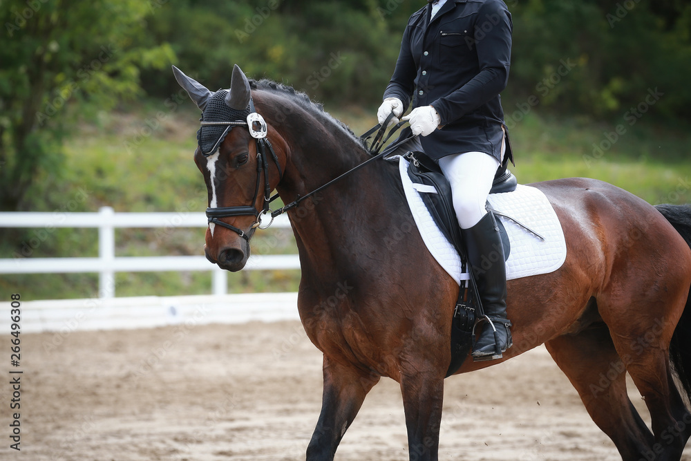 Dressage horse with rider in close-up during a lesson in a dressage tournament.. Dressage horse with rider in close-up during a lesson in a dressage tournament..