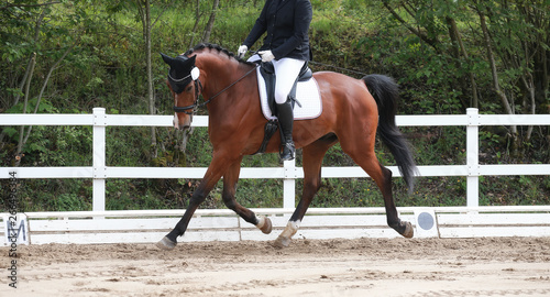Dressage horse with rider during a trot reinforcement in a dressage tournament..