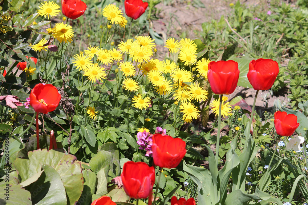 Yellow flowers of Leopard's Bane (Doronicum orientale) and red tulips in garden. General view of a group of flowering plants Yellow flowers of Leopard's Bane (Doronicum orientale) and red tulips in garden. General view of a group of flowering plants