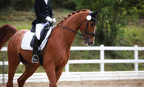 Dressage horse with rider in close-up during a lesson in a dressage tournament..