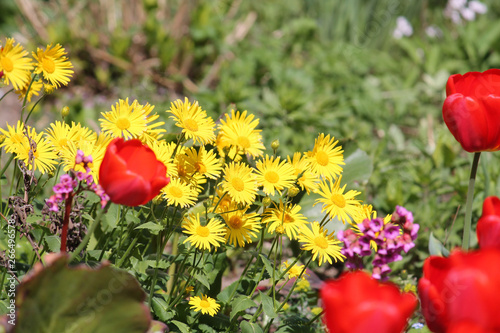 Yellow flowers of Leopard's Bane (Doronicum orientale) and red tulips in garden. General view of a group of flowering plants photo