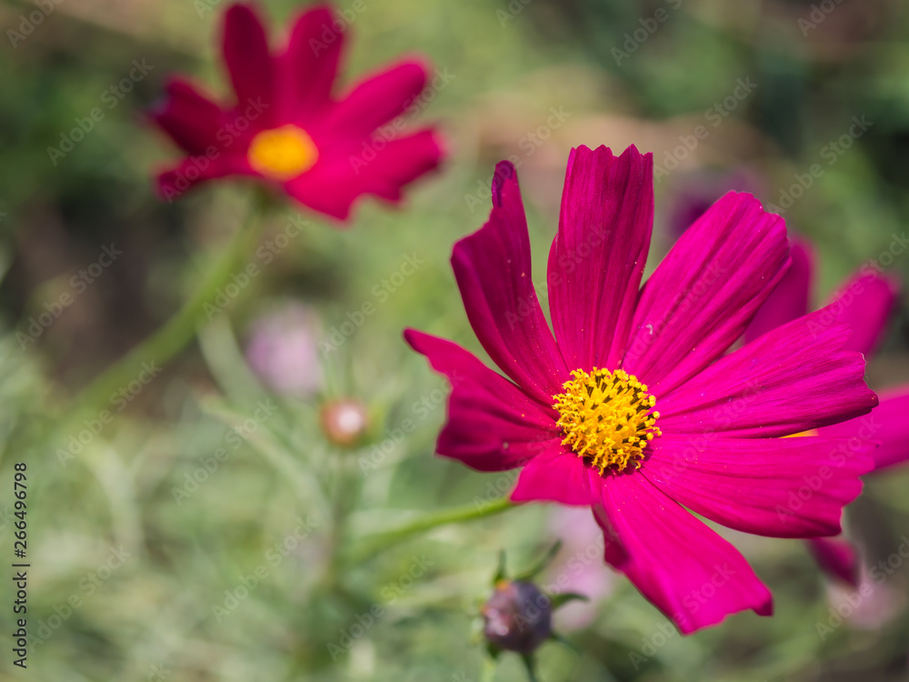Obraz premium Red Cosmos flower