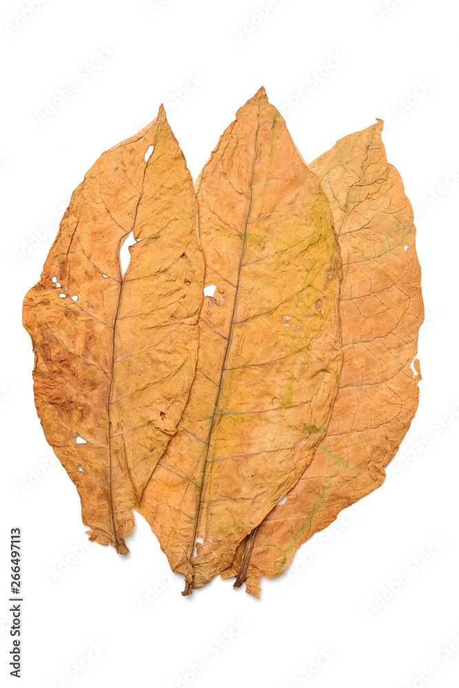 dry leaf tobacco closeup on the white background dry leaf tobacco closeup on the white background