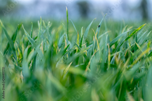 Wheat shoots with septoria. Crop loss due to plant diseases