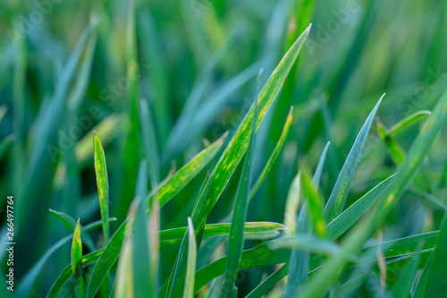 Wheat shoots with septoria. Crop loss due to plant diseases