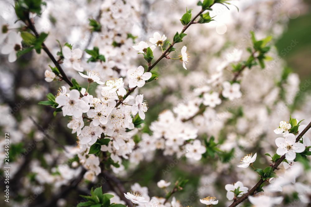 Bushes blooming white cherry at sunset. Close-up Bushes blooming white cherry at sunset. Close-up