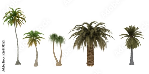 Palm Tree Collections