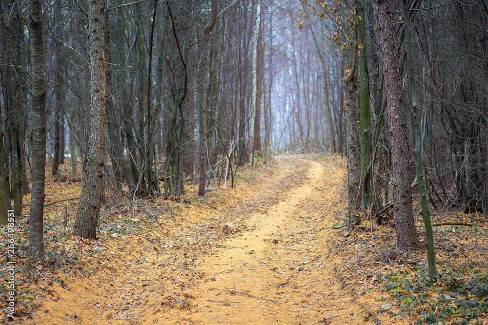 Road in the autumn forest among dry pine trees_ Road in the autumn forest among dry pine trees_