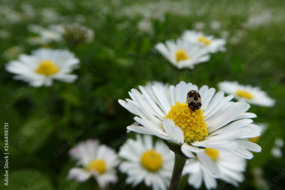 White spring flowers on the meadow with tiny bug on one of them White spring flowers on the meadow with tiny bug on one of them