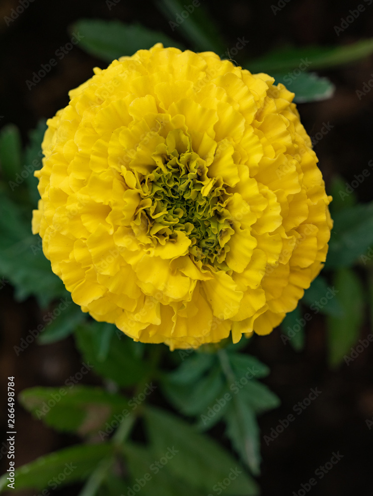 Close up of beautiful Marigold flower ( Mexican, Aztec or African marigold) in the garden Close up of beautiful Marigold flower ( Mexican, Aztec or African marigold) in the garden