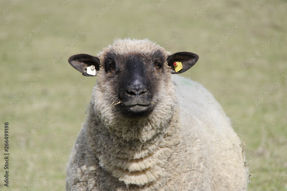 Ein Schaf schaut neugierig in die Kamera