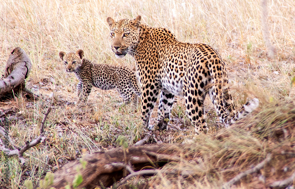 Ein Leopardin und ihr Baby im Kruger-Nationalpark in Südafrika