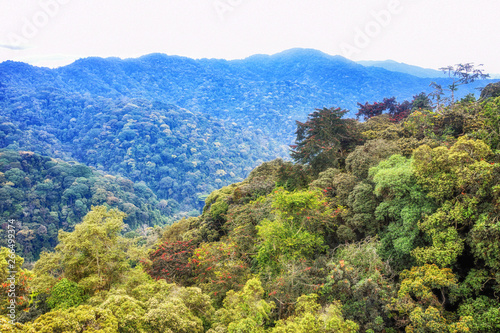 Cuadro en lienzo Tropical rainforest of Nyungwe National Park,Rwanda