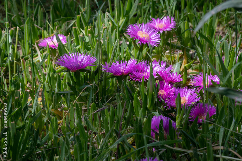 Carpobrotus edulis is a ground-creeping plant with succulent leaves, native to South Africa Carpobrotus edulis is a ground-creeping plant with succulent leaves, native to South Africa