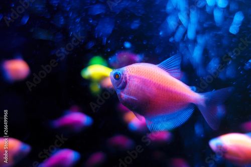 Glofish tetrnectia genetically modified fish photo