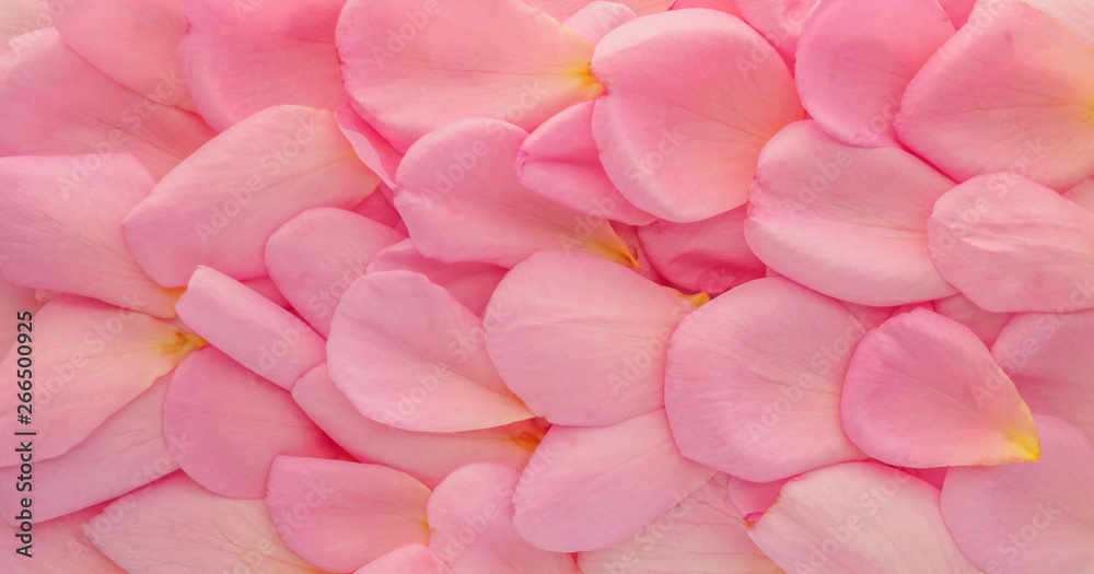 Obraz premium beautiful pink rose petals for Valentines day background top view