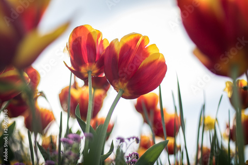 Beautiful tulips in the forest