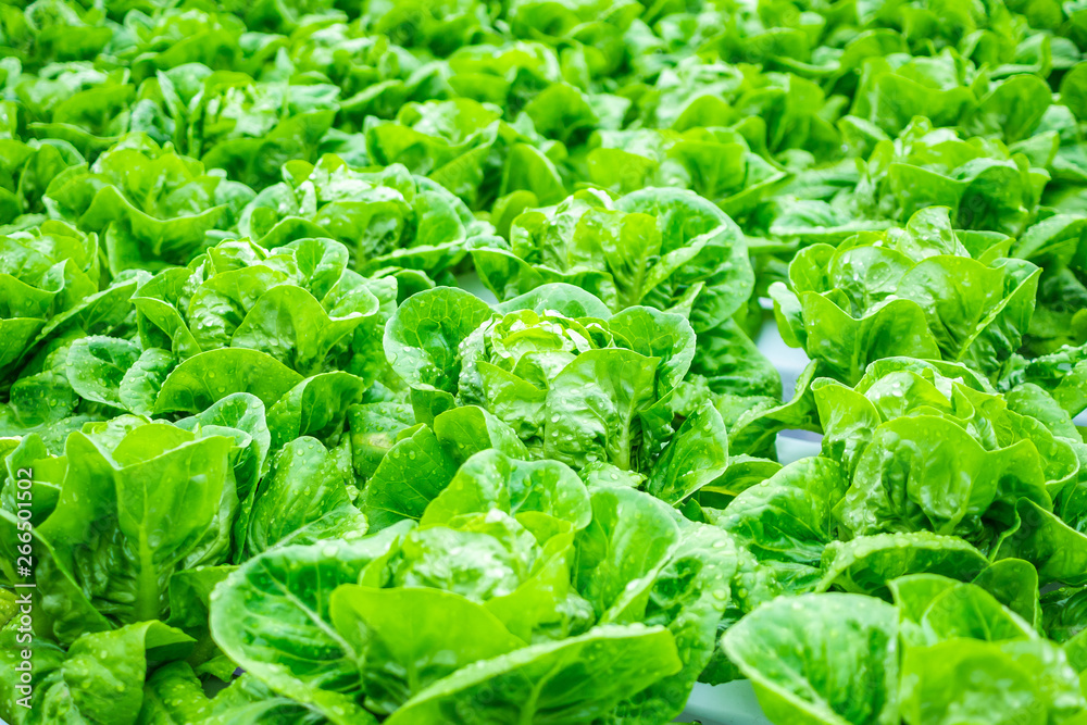 Fresh organic green leaves lettuce salad plant in hydroponics vegetables farm system Fresh organic green leaves lettuce salad plant in hydroponics vegetables farm system